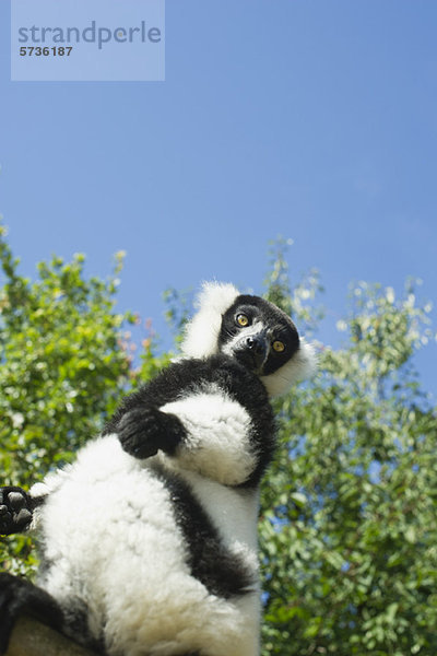 Schwarz-weiß geraffter Lemur (Varecia variegata)
