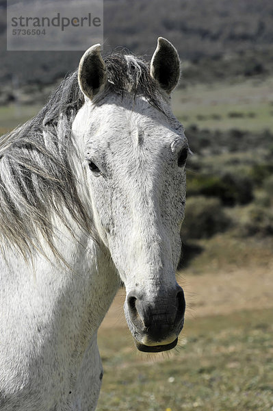 Andalusisches Pferd  Schimmel  Portrait  bei Tarifa  Andalusien  Spanien  Europa