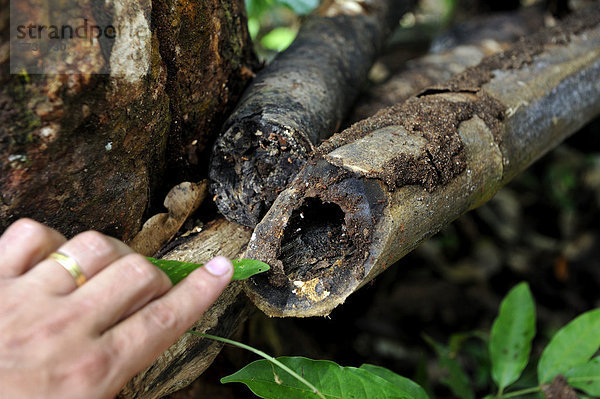 Hand zeigt auf Ameisen in verrottendem Bambus  Amazonas-Regenwald  Belem  Bundesstaat Para  Brasilien  Südamerika