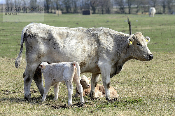 Charolais-Kuh mit Kalb auf der Weide  Kabusa  SkÂne  Schweden  Europa