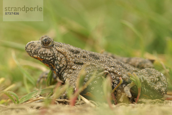 Rufende Rotbauchunke (Bombina bombina)  Nordbulgarien  Bulgarien  Europa