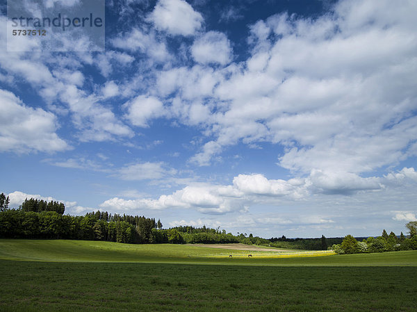 Wiesenlandschaft  Wolkenhimmel  Hardenthal  Bad Wörishofen  Bayern  Deutschland  Europa