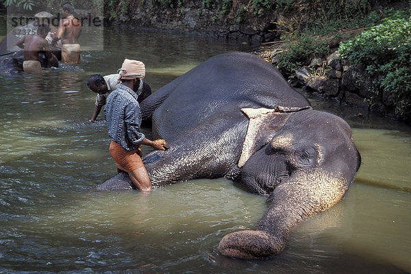 Tempelelefant  Asiatischer Elefant (Elephas maximus)  und Mahut  Guruvayoor  Kerala  Südindien  Indien  Asien