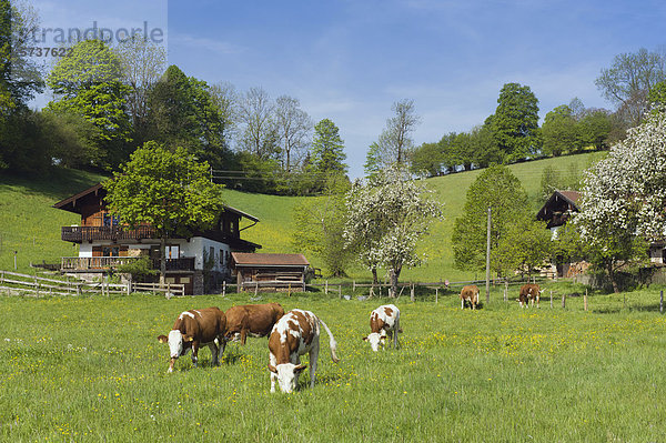 Kühe auf der Weide  Bauernhof bei Tegernsee  Oberbayern  Deutschland  Europa