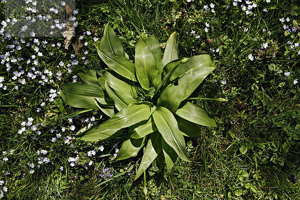 Bärlauch (Allium ursinum) im Garten wachsend  Prien  Oberbayern  Bayern  Deutschland  Europa