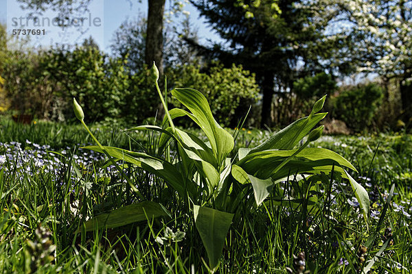 Bärlauch (Allium ursinum) im Garten wachsend  Prien  Oberbayern  Bayern  Deutschland  Europa