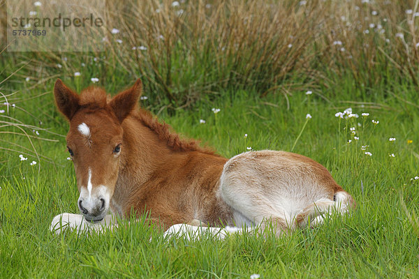 Ruhendes Fohlen  Pferderasse Islandpony  Island-Pony  Islandpferd  Isländer