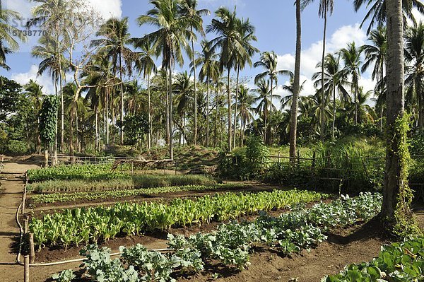 Philippinen  Bio-Bauernhof