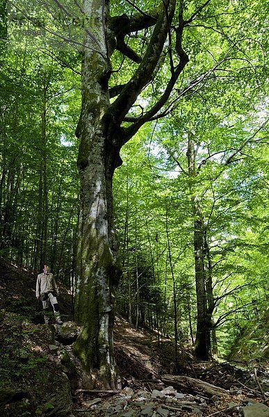 Italien  Toskana  Nationalpark Foreste Casentinesi  Sasso Fratino