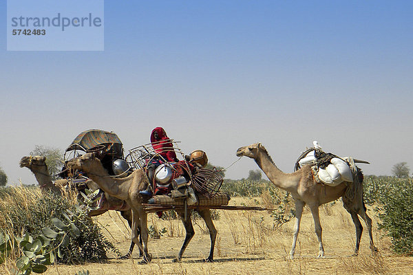 Kamelkarawane  Moudi Bereich  Tschad
