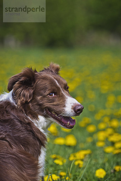 Border Collie auf einer Wiese