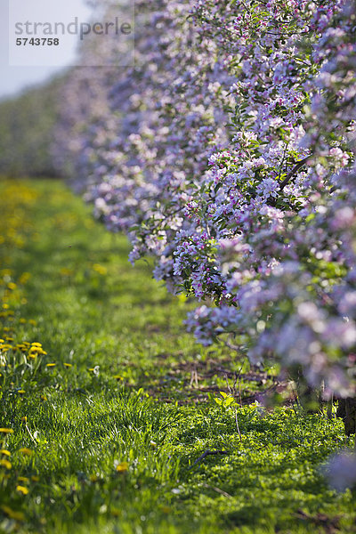 Blühende Apfelbäume  Altes Land  Niedersachsen  Deutschland  Europa