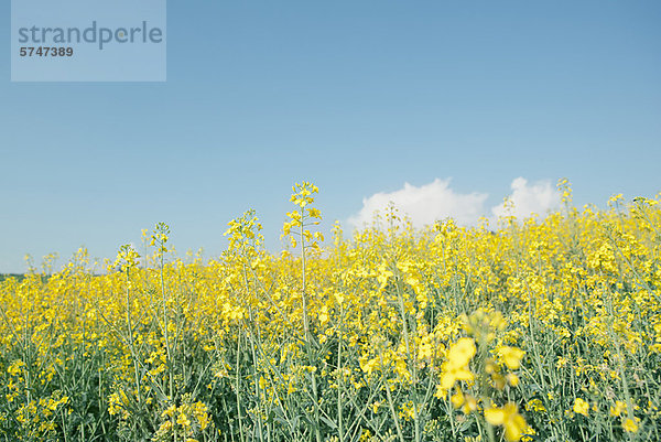 Blumenfeld unter blauem Himmel