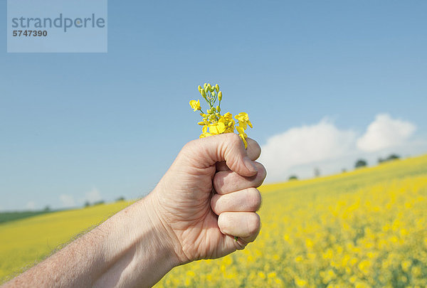 Nahaufnahme von handgehaltenen Blumen