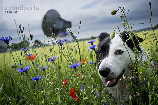 Hundewandern im hohen Gras