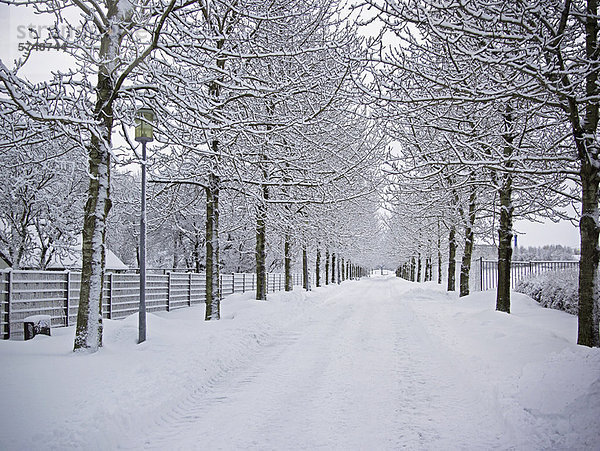 Bäume und Straße in verschneiter Landschaft
