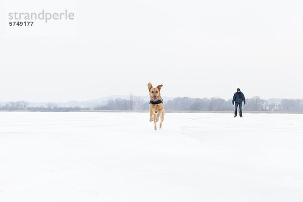 Hund läuft im Schneefeld