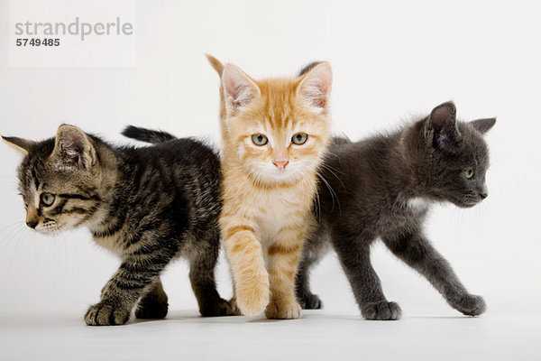 Drei Kätzchen mit Haltung
