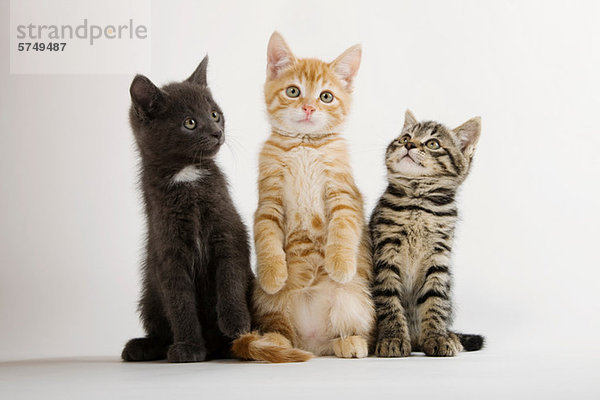 Drei Kätzchen im Sitzen
