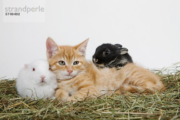 Ingwer Kätzchen und Kaninchen
