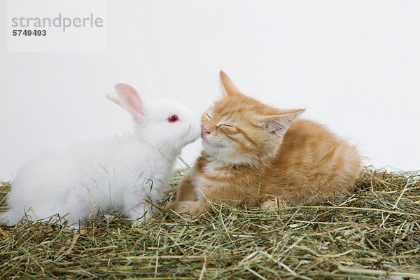 Ingwer Kätzchen und Kaninchen