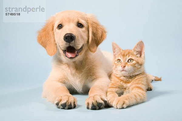 Hund und Katze liegend  Portrait