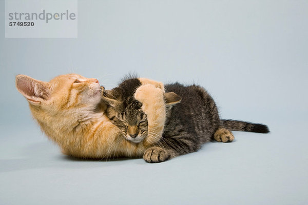 Zwei Katzen spielen kämpfend