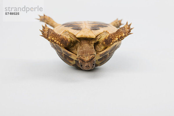 Schildkröte verkehrt herum  Studioaufnahme