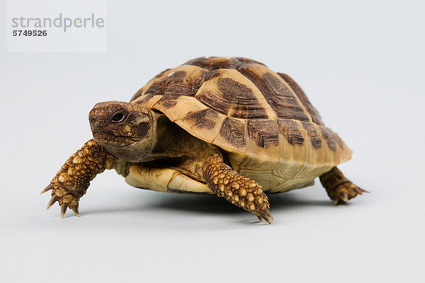 Schildkröte  Studioaufnahme