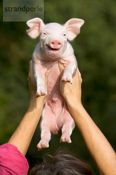 Person  die das Ferkel über dem Kopf hält