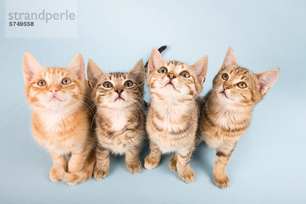 Vier Katzen  die nach oben schauen