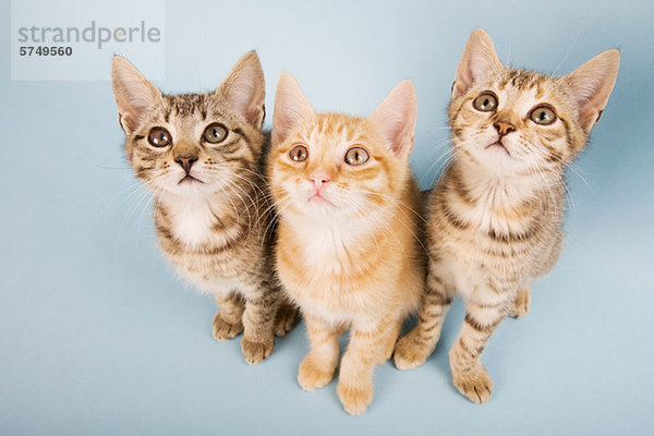 Drei Katzen  die nach oben schauen