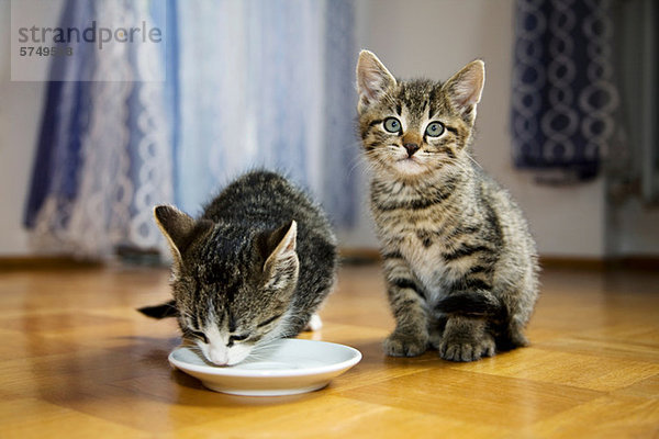 Zwei Kätzchen  eines davon trinkt Milch aus der Untertasse.