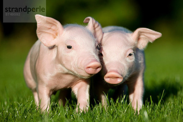 Zwei Ferkel auf Gras