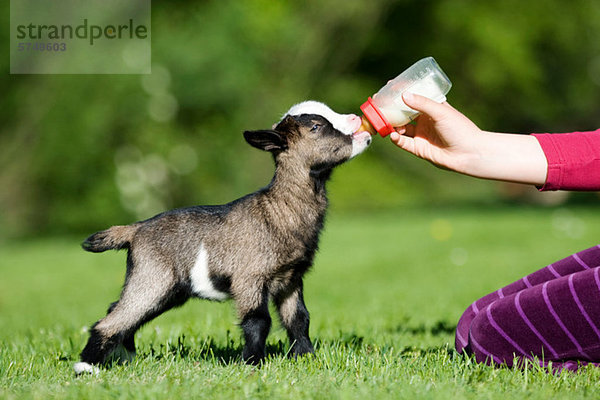 Person  die Ziegenkinder füttert  Milchflasche