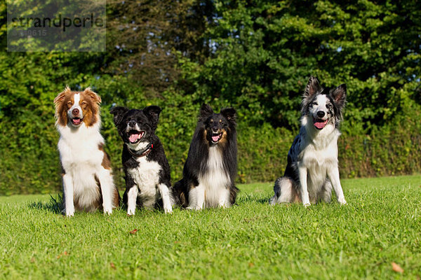 Vier Hunde sitzen auf Gras
