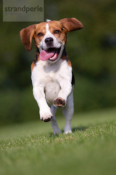 Hund läuft auf Gras mit herausgezogener Zunge