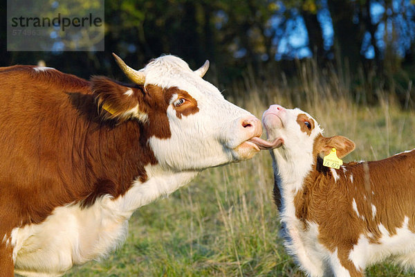 Kuh leckendes Kalb