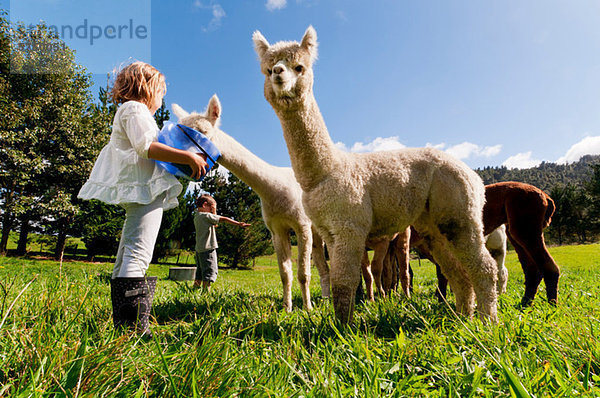 Kinder füttern Alpakas im Feld