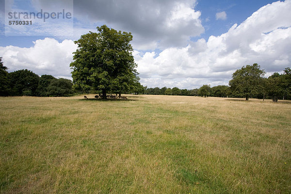 Rasenfläche im Richmond Park  London  UK