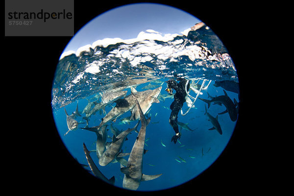 Raserei der Karibischen Riffhaie