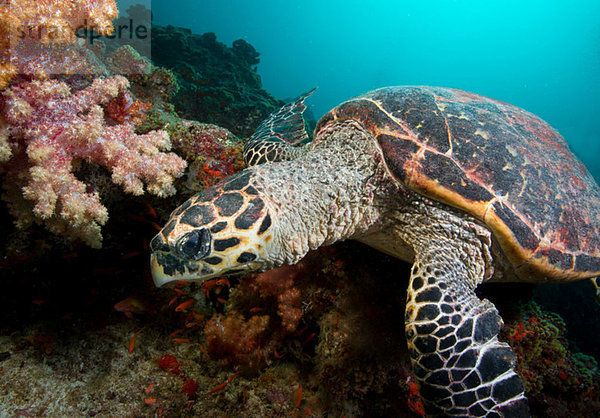 Karettschildkröte am Korallenriff