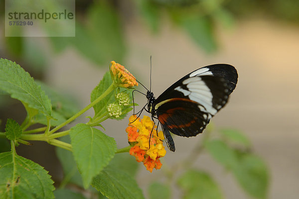 Blauer Passionsblumenfalter (Heliconius cydno) an einer Blüte