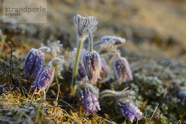 Küchenschelle (Pulsatilla vulgaris)