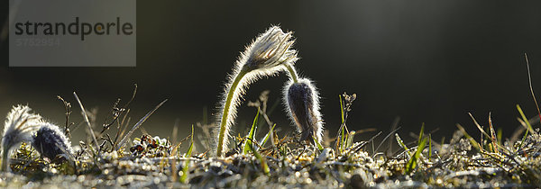 Küchenschelle (Pulsatilla vulgaris)