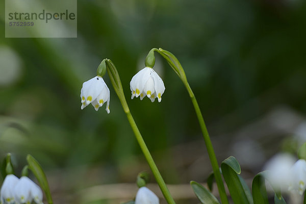 Großes Schneeglöckchen (Leucojum vernum)