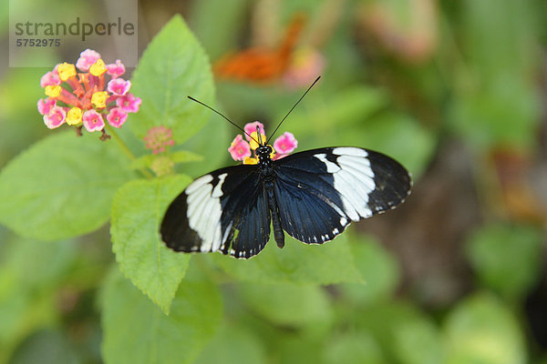 Blauer Passionsblumenfalter (Heliconius cydno) an einer Blüte