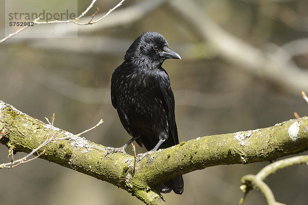 Aaskrähe (Corvus coronea) auf einem Ast