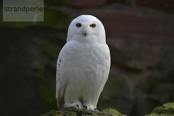 Schnee-Eule (Bubo scandiacus)