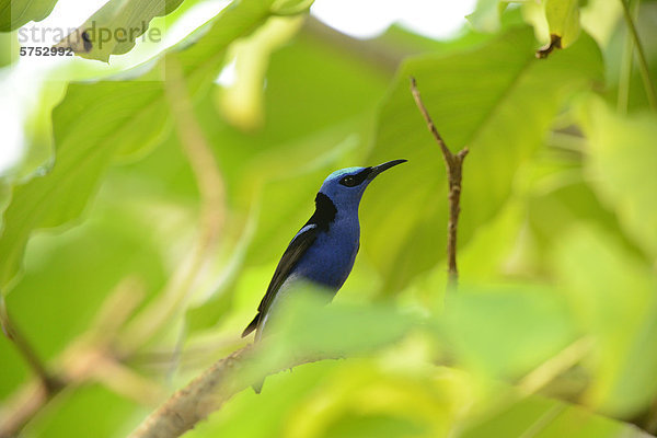 Männlicher Türkisnaschvogel (Cyanerpes cyaneus) in einem Baum